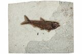 Detailed Fossil Fish (Knightia) - Wyoming #233896-1
